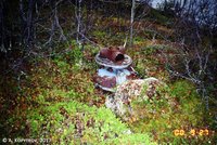 2000_1 ВХ225.jpg (156.98 КБ) 57362 просмотра Редуктор с втулкой винта истребителя <br />«Аэрокобра». Урдозеро, сентябрь 2000 г.